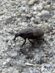 Sphenophorus