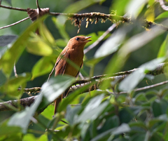 Rhytipterna holerythra