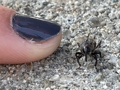 Sphenophorus