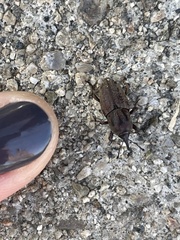 Sphenophorus