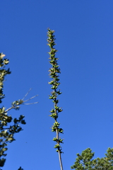 Agave × glomeruliflora