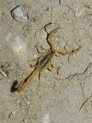 Centruroides vittatus