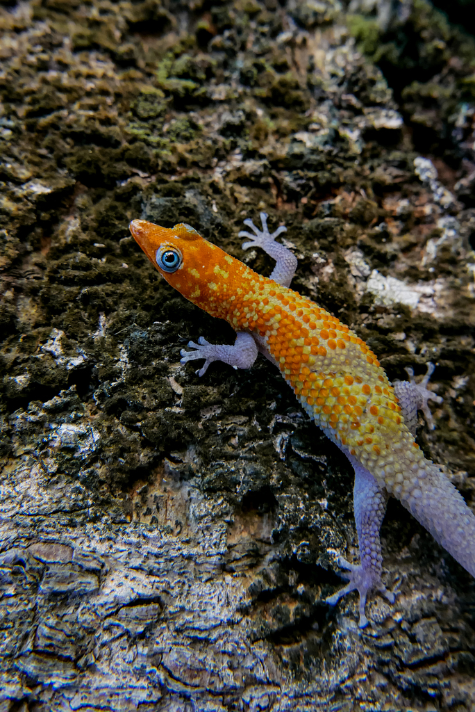 Cope's Least Gecko