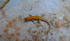 Sphaerodactylus copei enochrus