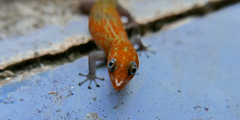 Sphaerodactylus copei enochrus