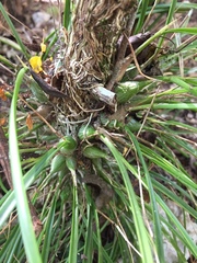 Encyclia nematocaulon