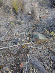 Acromyrmex lobicornis