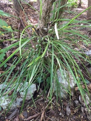 Encyclia nematocaulon