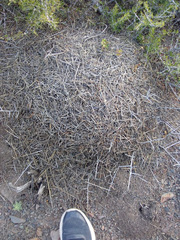 Acromyrmex lobicornis