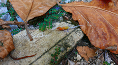 Sphaerodactylus copei enochrus