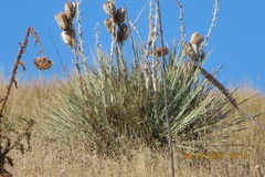 Yucca glauca