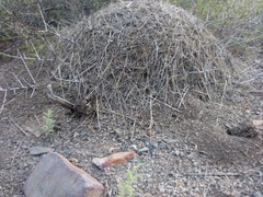 Acromyrmex lobicornis