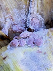 Balanococcus cordylinidis