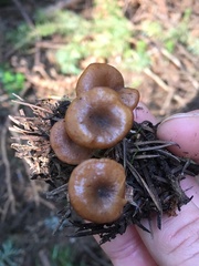 Infundibulicybe squamulosa