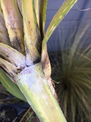 Balanococcus cordylinidis