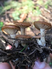 Infundibulicybe squamulosa