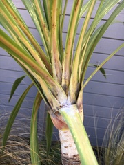 Balanococcus cordylinidis