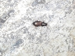 Carabidae