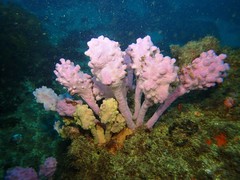 Halisarca australiensis