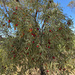 Santalum acuminatum - Photo (c) Geoff Agars,  זכויות יוצרים חלקיות (CC BY-NC), הועלה על ידי Geoff Agars