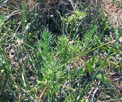 Teucrium africanum