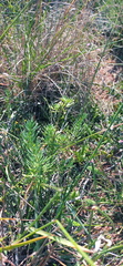 Teucrium africanum