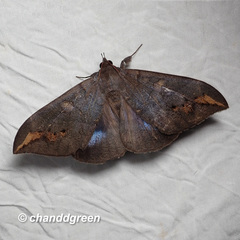 Ischyja ferrifracta