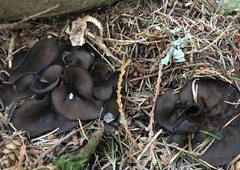 Pseudoplectania vogesiaca