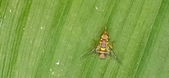 Bactrocera dorsalis