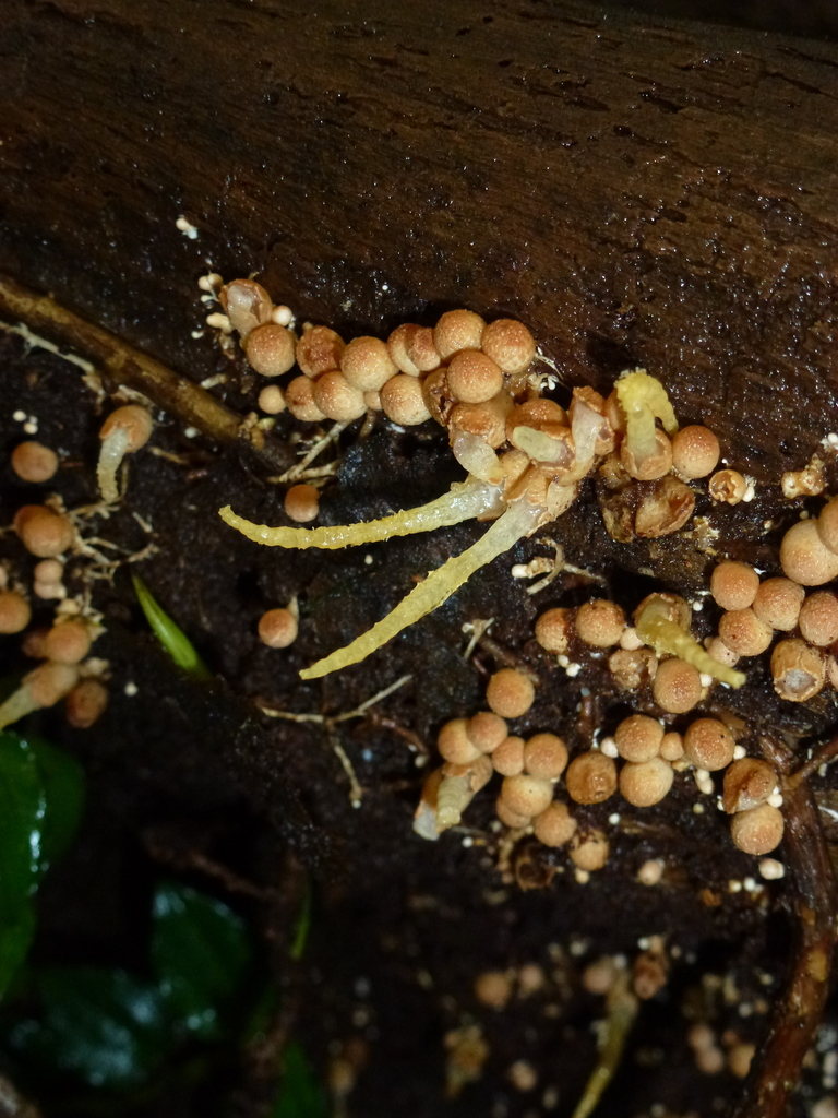 Mutinus zenkeri