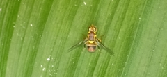 Bactrocera dorsalis