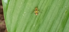 Bactrocera dorsalis