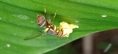 Bactrocera dorsalis