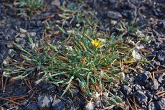 Pyrrocoma apargioides