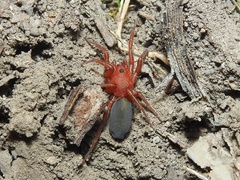 Caponiidae