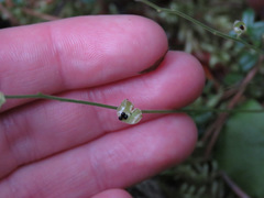 Mitella nuda