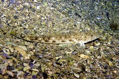 Platycephalus grandispinis