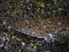 Platycephalus grandispinis