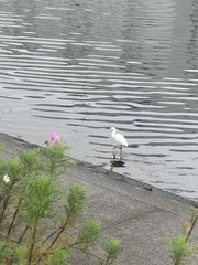 Egretta garzetta