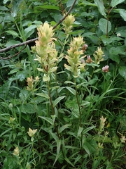 Castilleja miniata fulva