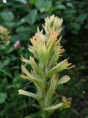 Castilleja miniata fulva