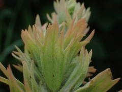 Castilleja miniata fulva