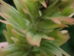 Castilleja miniata fulva