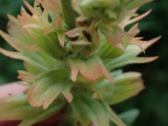 Castilleja miniata fulva