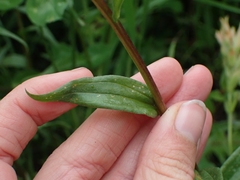 Castilleja miniata fulva