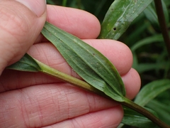 Castilleja miniata fulva