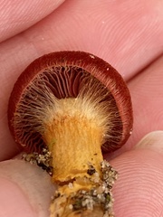 Cortinarius marylandensis