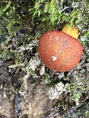 Cortinarius marylandensis