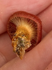 Cortinarius marylandensis