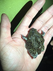 Uperodon systoma